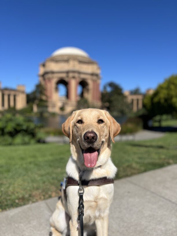 Maddox is sitting in harness looking at the camera with his tongue out. Behind him is the Palace of Fine Arts in San Francisco, CA. It's a bright, sunny day with lush green shrubbery surrounding the dome of the Palace.