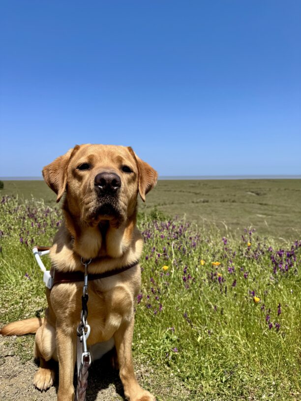 Andrew, a red Labrador Retriever, is sitting in harness. Behind him is a field full of colorful flowers and vibrant green grass.