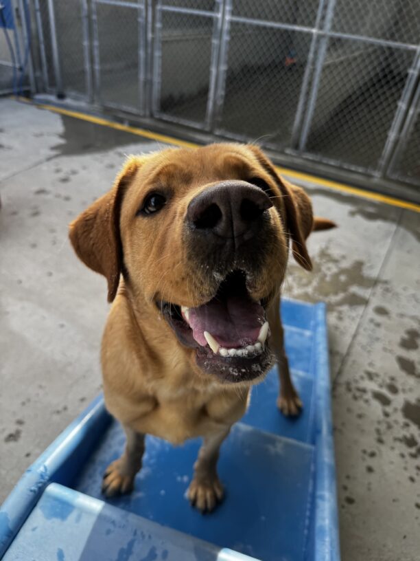 Andrew, a red Labrador Retriever, is standing on a blue play structure in community run.