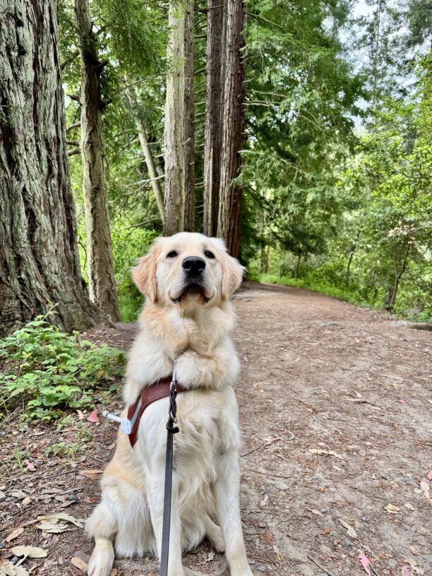 Granger, a yellow Labrador Golden Retriever cross, is sitting in harness. Behind him are redwood trees with vivid green leaves.
