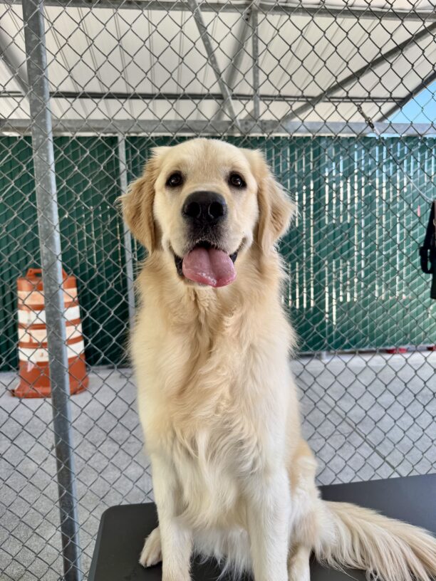 Granger, a yellow Labrador Golden Retriever cross, is sitting in community run. He is staring into the camera with his mouth open.