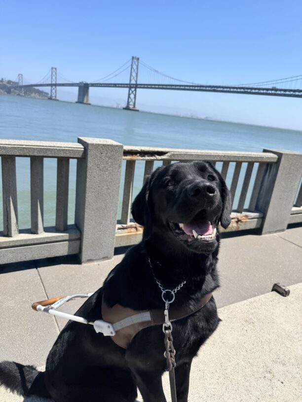 Rigel, a black Labrador Retriever, is sitting in harness. His mouth is open and he is staring into the camera. Behind him the Bay Bridge and San Francisco Bay is visible.