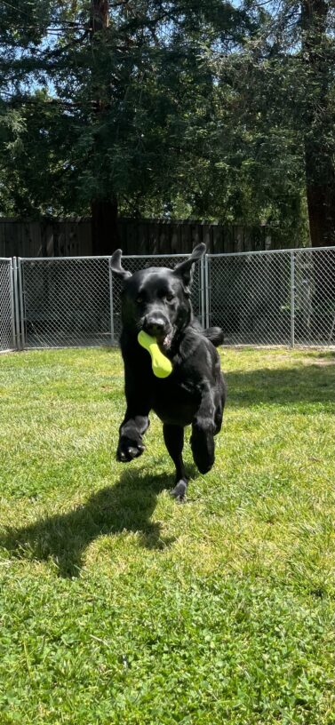 Rigel, a black Labrador Retriever, is running in a grass paddock. He his mid-run and holding a bright green toy in his mouth.