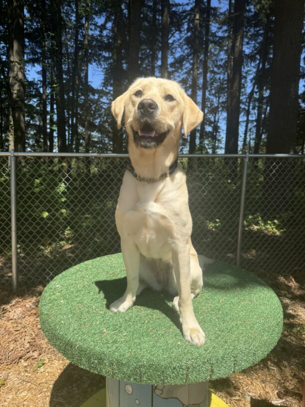 Female yellow lab "Zora" is sitting on a large spool in a sensory garden. She has a big smile on her face as she looks toward the camera.