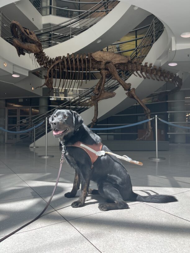 Nassau is sitting in harness in front of a large TRex fossil located at the University of California Berkeley.