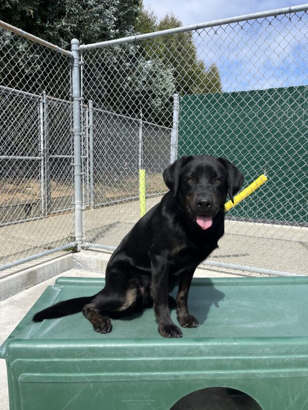 Nassau is pictured sitting on a large green play structure in our campus community run area. He appears to be smiling at the camera.