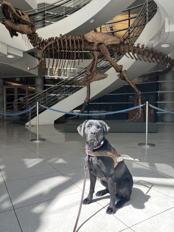Maizie is sitting in harness in front of a large TRex fossil located at the University of California Berkeley.
