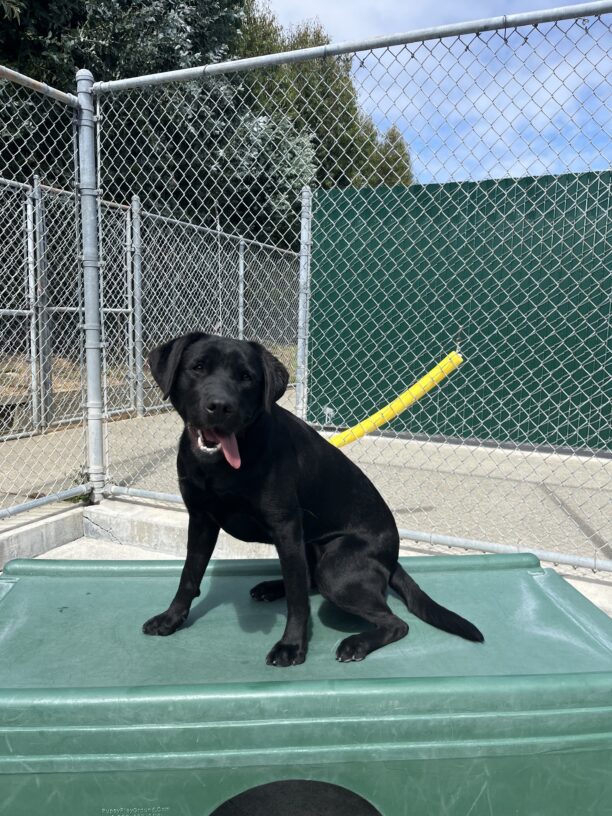 Maizie is sitting on a large green play structure located in our campus community run area. She appears to be smiling at the camera with her tongue out to the side.