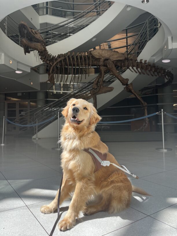 Camden is sitting in harness in front of a large TRex fossil located at the University of California Berkeley.