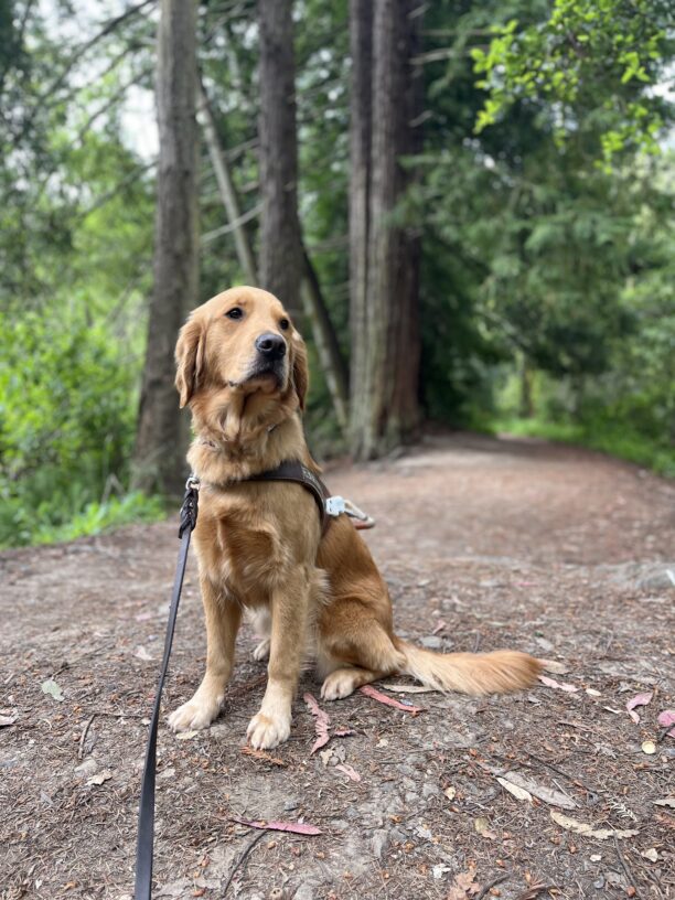Danika is pictured sitting in harness in the middle of a forest/trail area located in the hills of Berkeley, CA.