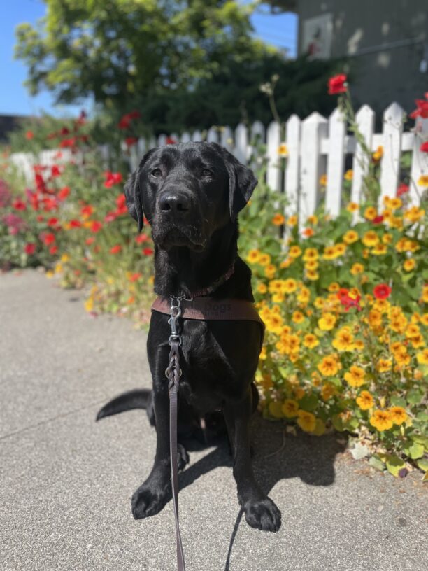 Bilbo is pictured sitting in harness staring at the camera in front of a long fenceline covered in yellow, red and pink flowers. There are also green trees and a bright blue sky behind him.