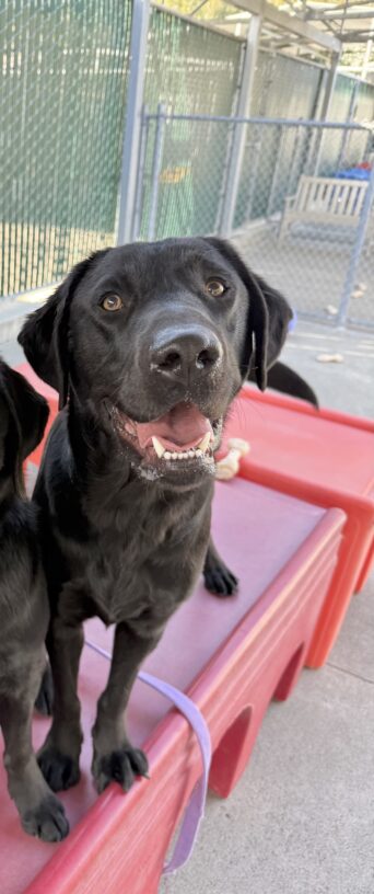 Bilbo is sitting on a large red play structure located in our campus community run area. He appears to be smiling at the camera.