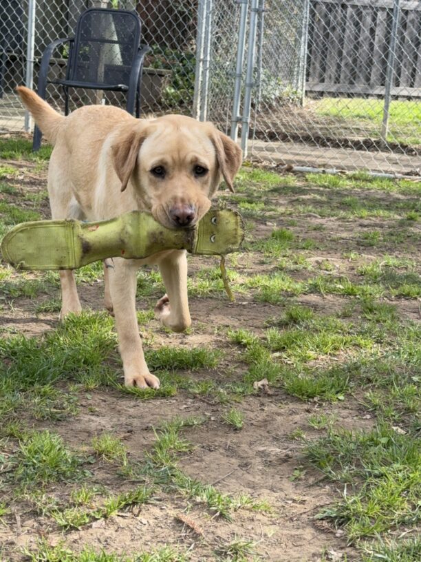 Hope romps around a grass yard carrying a green firehose dog toy in her mouth.