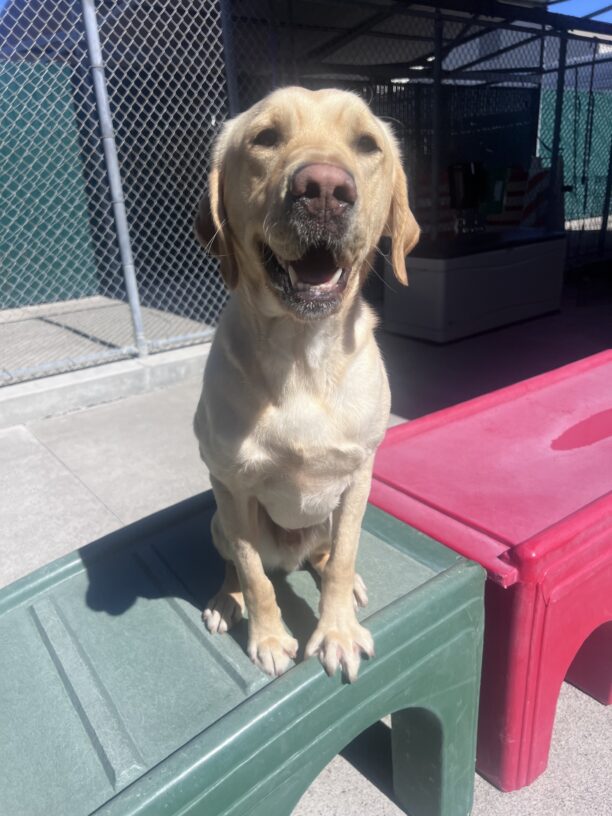 Sycamore, a yellow Labrador Retriever, is sitting on green play structure in community run. He is happily staring into the camera.