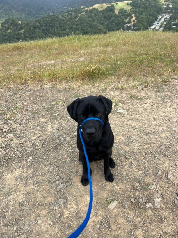 Missoula takes a break on a hiking trail. He is sitting on a crushed gravel pathway with rolling hills and a treelined horizon in the background.