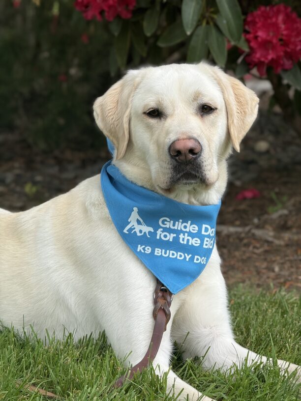 Vonny lays in the grass in front of a bush with large red flowers.  He is proudly wearing his blue K9 Buddy scarf.