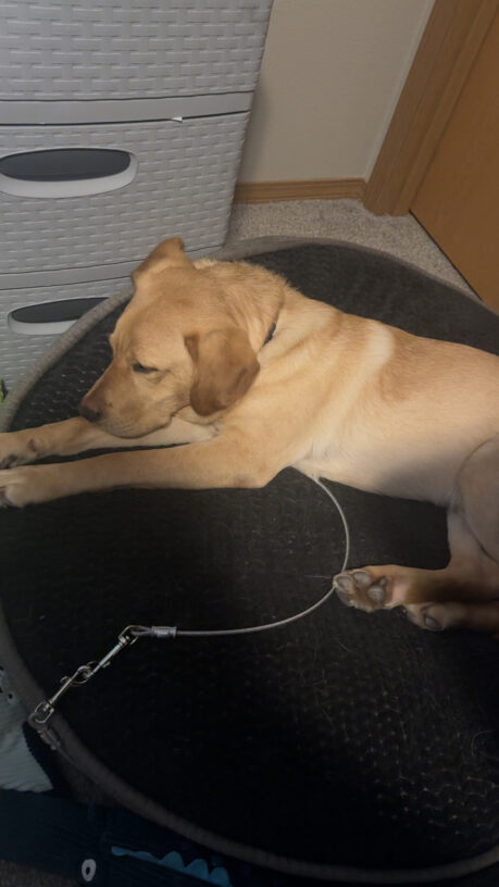 Princeton snuggles up for a nap on a large, round dog bed. His log legs are stretched out in front of him as he sleeps.