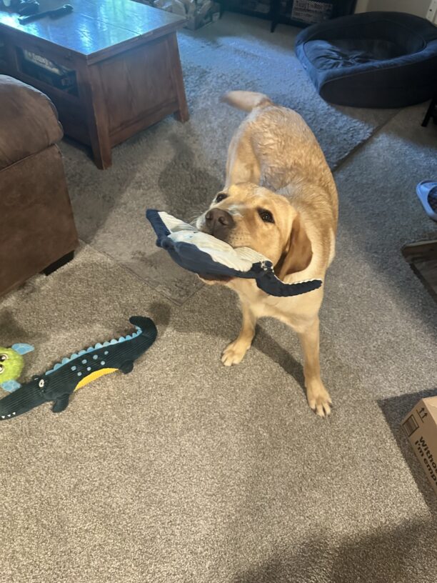 Princeton shows off a stuffed duck toy, with another stuffed alligator at his feet.