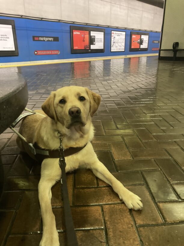 Elwood is laying down in harness at an underground platform in the city.