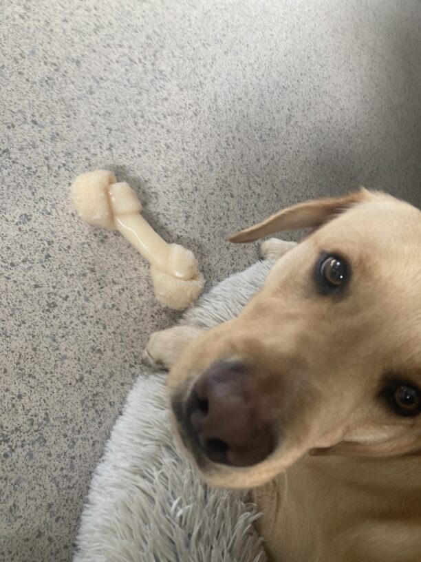 Elwood looks up at the camera while laying on a plush bed and a Nylabone on the ground next to him.