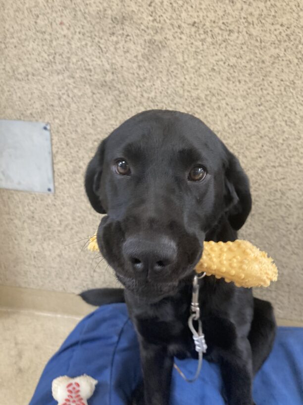 Joya sits on tie-down on a blue plush bed holding a yellow Nylabone while looking at the camera.