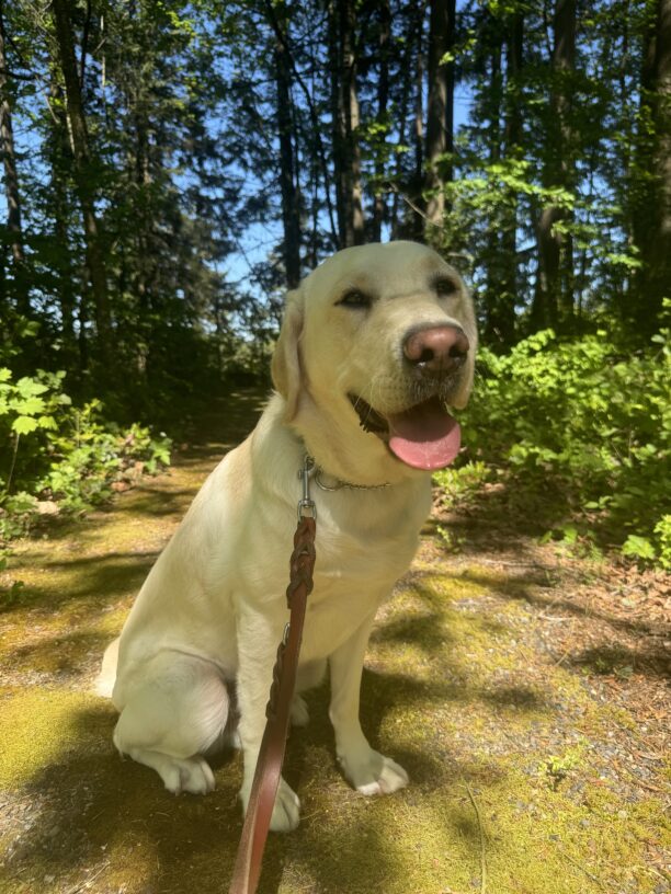 Male yellow lab "Vinyl" is seen sitting outside with an abundance of green trees behind him. He's looking towards the camera with his eyes slightly squinted and mouth open.