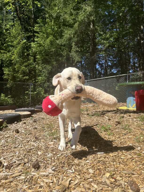 Male yellow lab