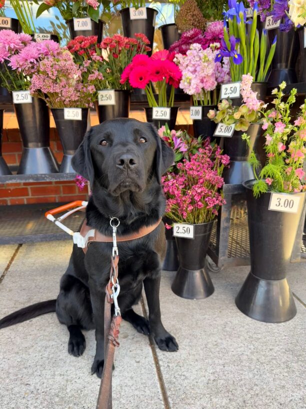 Safari is sitting attentively on a sidewalk in front of a charming flower stand. She is wearing her harness and leash. Behind her is an array of vibrant flowers bursts with color, neatly arranged in black vases. Pink, red, purple, and white blooms, each labeled with prices ranging from $2.50 to $7.00.