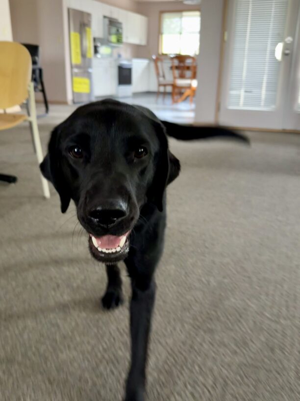 Safari is walking towards the camera with an open mouth, giving off a playful expression. The setting is an indoor environment with a carpeted floor. In the background, there's a well-lit kitchen area with white cabinets, a refrigerator, and a dining table with chairs. Sunlight streams through a window and a glass door with blinds.