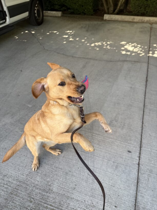 Nerissa plays on leash outside the Gresham Lounge. She is jumping up on her hind feet with her ears flapping, having just caught a pink stuffy toy in her mouth.