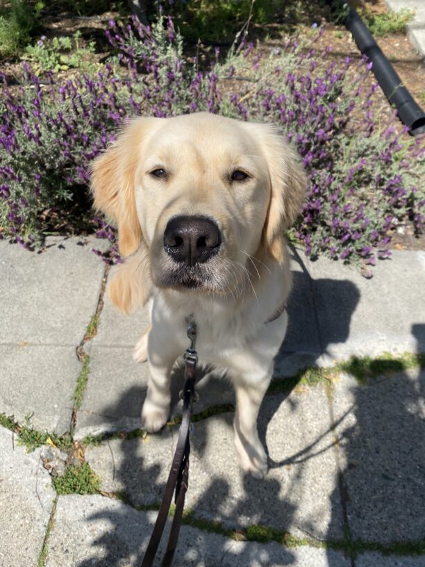 Raya sits facing the camera. She is wearing her official GD harness and sporting a serious facial expression. Sunlight shines on her face. Behind her is a hedge in full bloom with purple flowers.