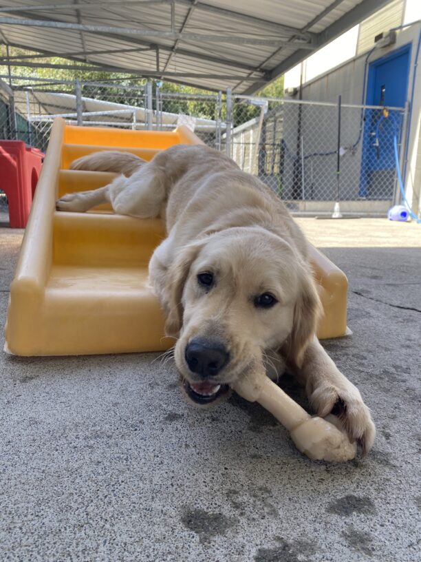 Raya lays sprawled down a set of plastic stairs in a play yard. Her hind legs are in a frog position, her face is at the bottom of the stairs. She has a bone in her mouth.