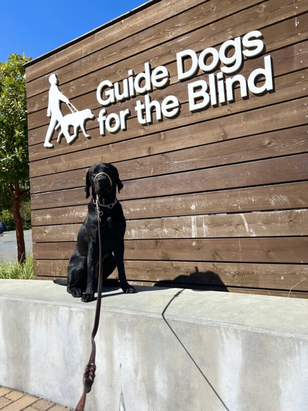 Manila sits on a concrete wall with a large wooden sign behind her that reads Guide Dogs for The Blind.