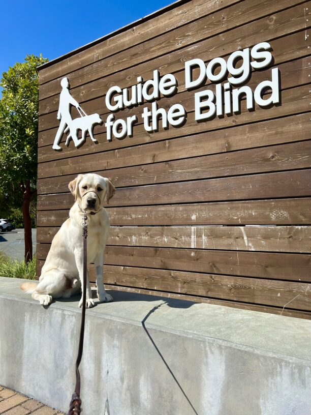 Doppler sits on a concrete wall with a wooden sign in the background that reads Guide Dogs For The Blind.