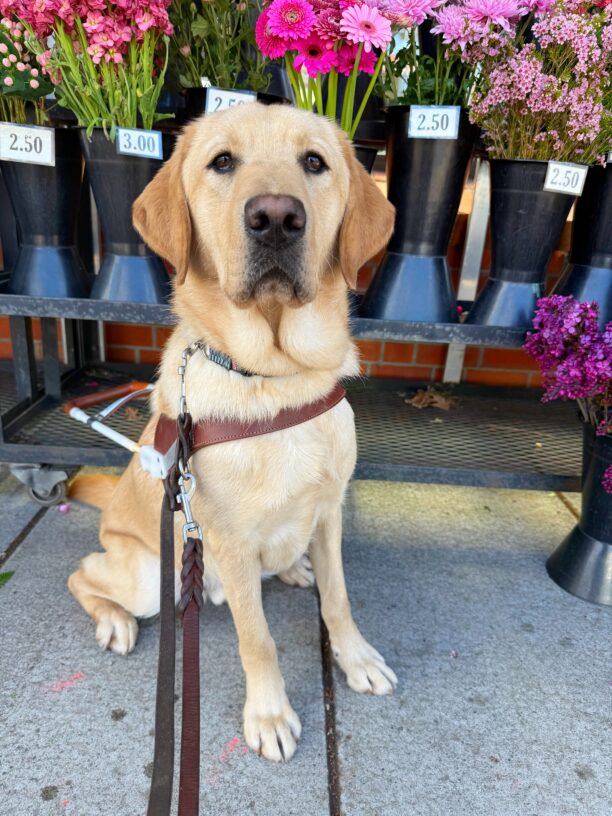 Tangier is sitting attentively on a sidewalk in front of a charming flower stand. He is wearing his harness and leash. Behind him is an array of vibrant flowers bursts with color, neatly arranged in black vases. Pink, red, purple, and white blooms, each labeled with prices ranging from $2.50 to $3.00.
