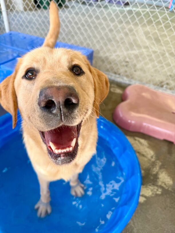 Tangier is standing in a blue plastic kitty pool filled with water. He looks directly at the camera with an open smiling mouth. His tail is raised, and ears are slightly flopped down, adding to his expressive and lively demeanor.