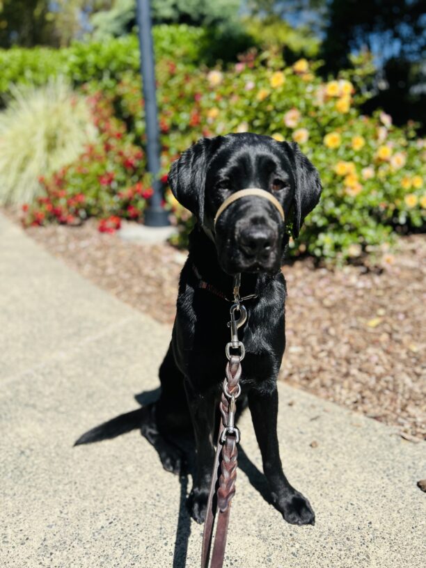 Junie poses on a pathway with green foliage and red flowers in the background.