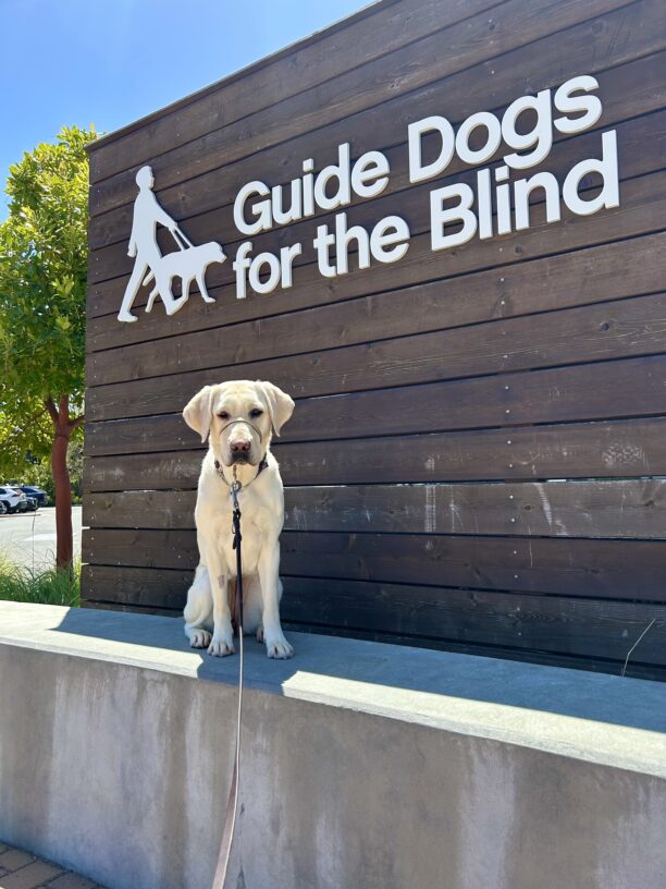 Jalana sits on a concrete wall with a wooden sign in the background that reads Guide Dogs For The Blind.