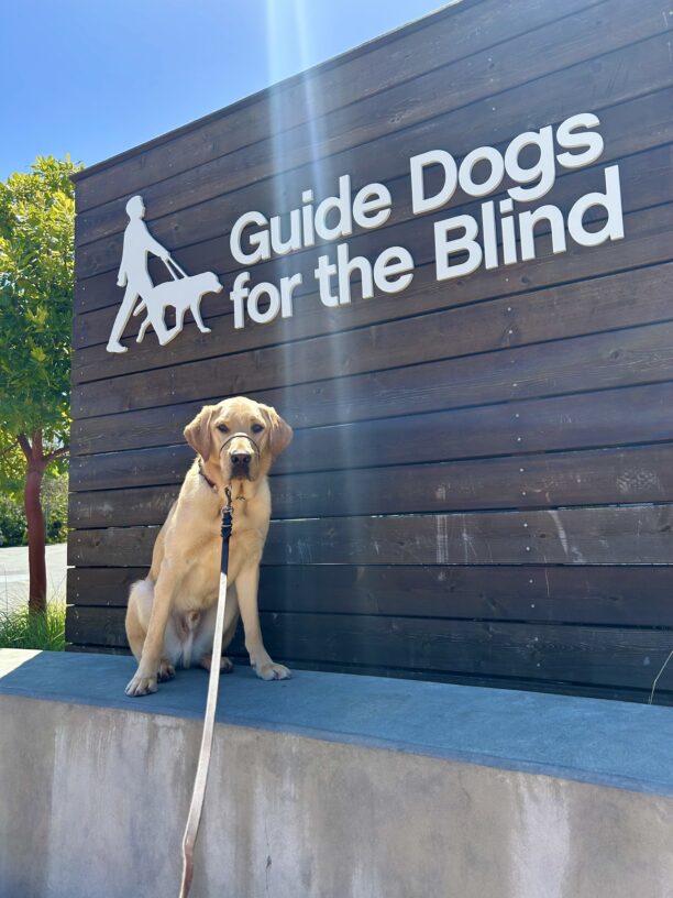 Seeker sits on a concrete wall with a large wooden sign in the background that reads Guide Dogs For The Blind.