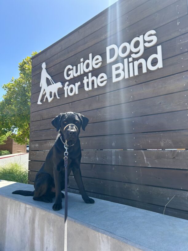 Coach sits on a concrete wall with a large wooden sign behind him that reads Guide Dogs For The Blind.