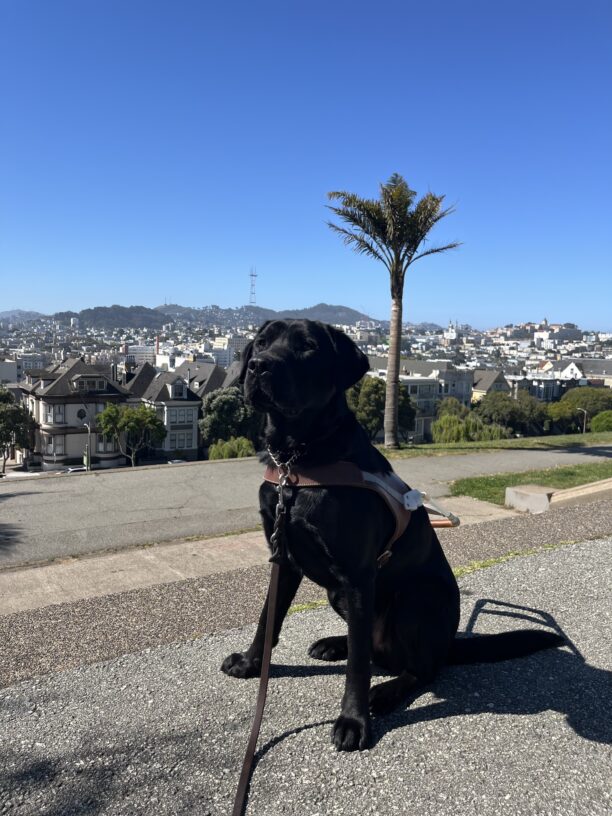 Hemingway is pictured sitting in harness at a park in the middle of San Francisco, CA. The park is located on a hill and you can see hundreds of buildings behind him including Sutro Tower.