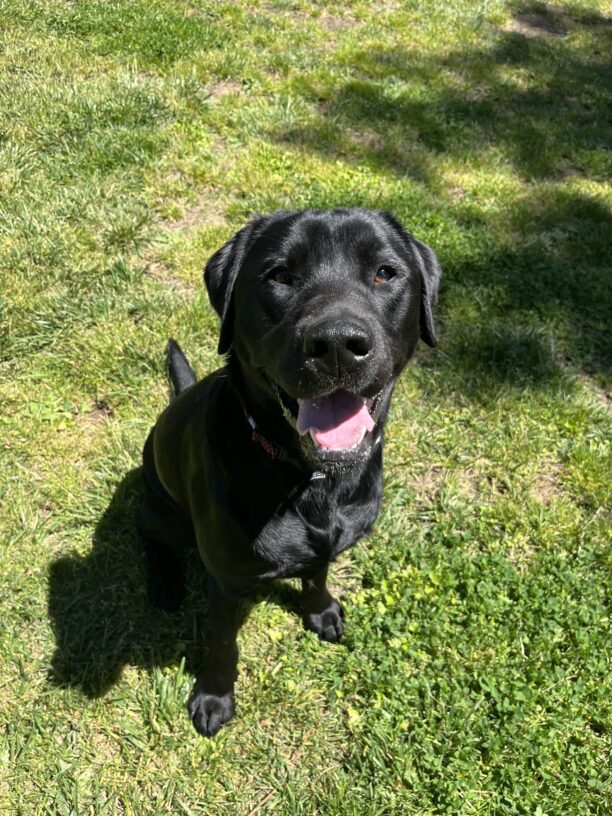 Hemingway is pictured sitting staring at the camera appearing to smile. He is off-leash enjoying play time in one of our several grass paddock play yards, located on campus.