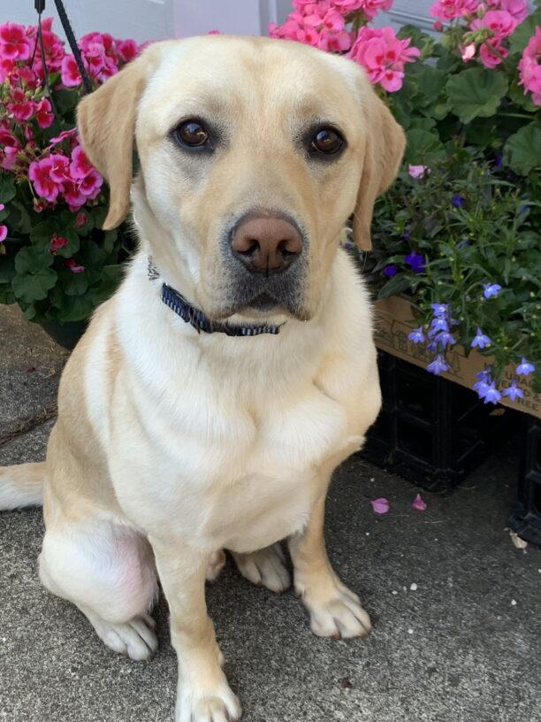 Fiddler, a yellow Labrador retriever is looking at the camera with pink and blue flowers behind him.