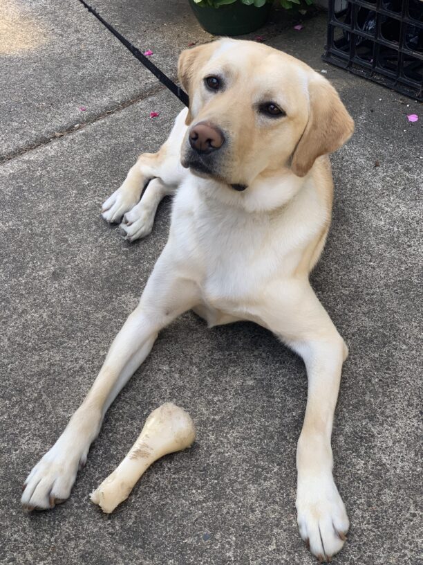 Fiddler is laying on the back patio while in foster care, taking a break from chewing a bone to look at the camera.