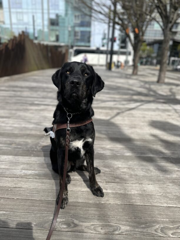 Picard, a brindle Labrador retriever sits in harness looking at the camera while working in downtown Portland. He is sitting on a wooden boardwalk with trees and a metal structure/fence in the background. One of Picard's prominent markings include a white patch on his chest, which is visible in the picture.