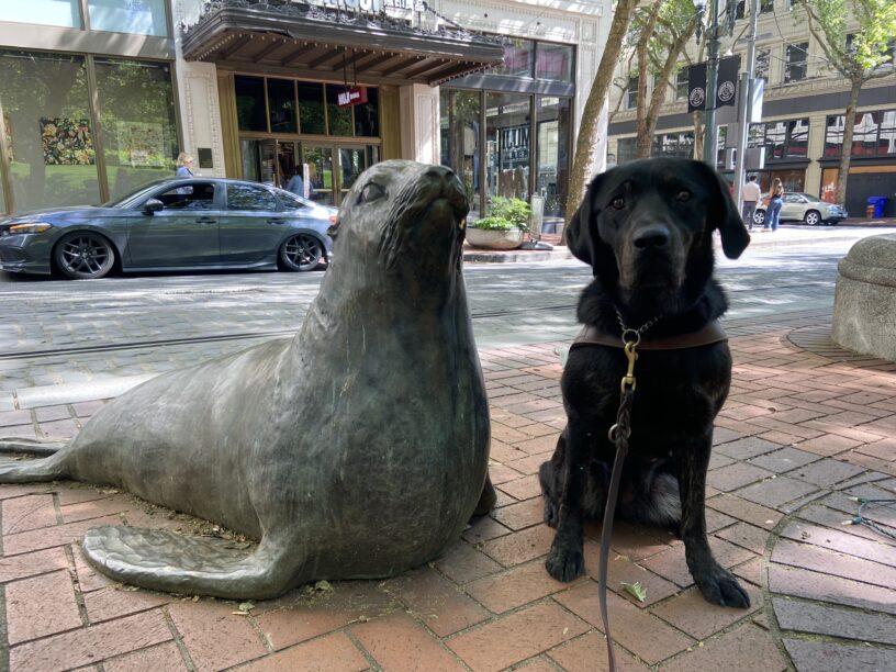Aura, a brindle Labrador retriever, is sitting looking at the camera, while wearing her harness during guide work. She is sitting in downtown Portland next a bronze statue of a sea lion. Aura and the sea lion are about the same size and height. She is sitting on red bricks with buildings in the background.