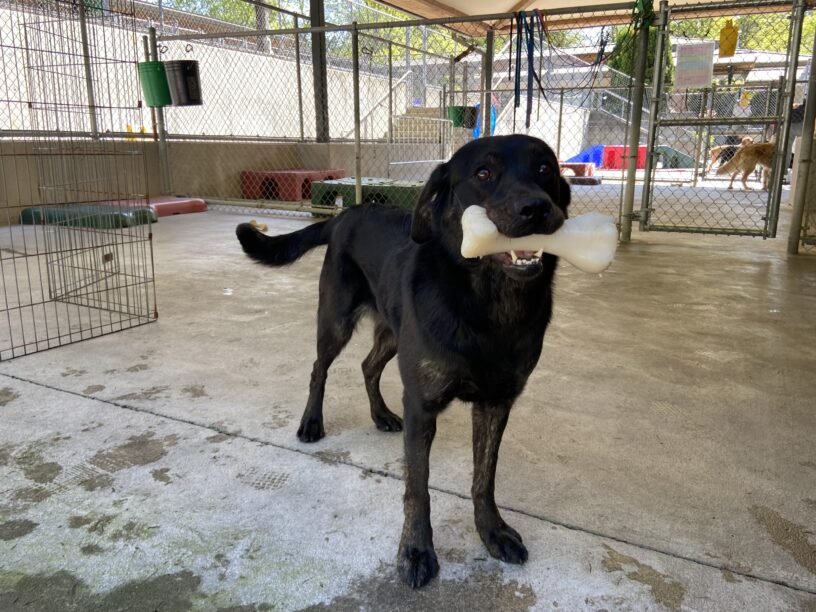 Aura is holding a large, white nyla bone in her mouth while in community run in the kennel complex.