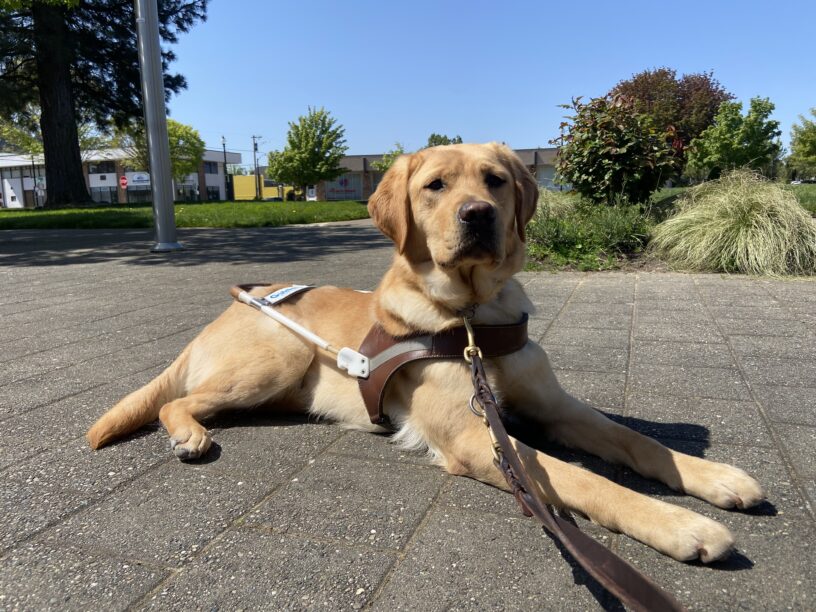 Natsuki, a yellow Labrador retriever is laying in her harness on a patio in a park setting while taking a break from guide work. There is green grass and bushes in the back ground.