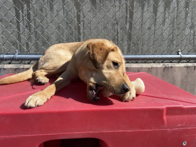 Natuski is laying on a red, plastic play structure and chewing on a nyla bone while in community run.