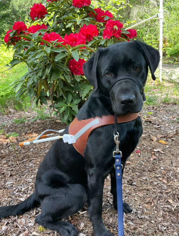 Pascal, a male black Labrador, sits in his leather harness in front of a dark pink flower bush. He is wearing his gentle leader and is looking at the camera.